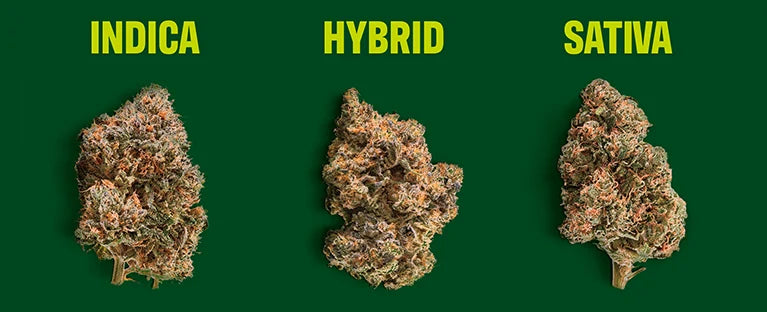 Indica, Sativa, Hybrid: What the Labels Actually Mean for Hemp Consumers