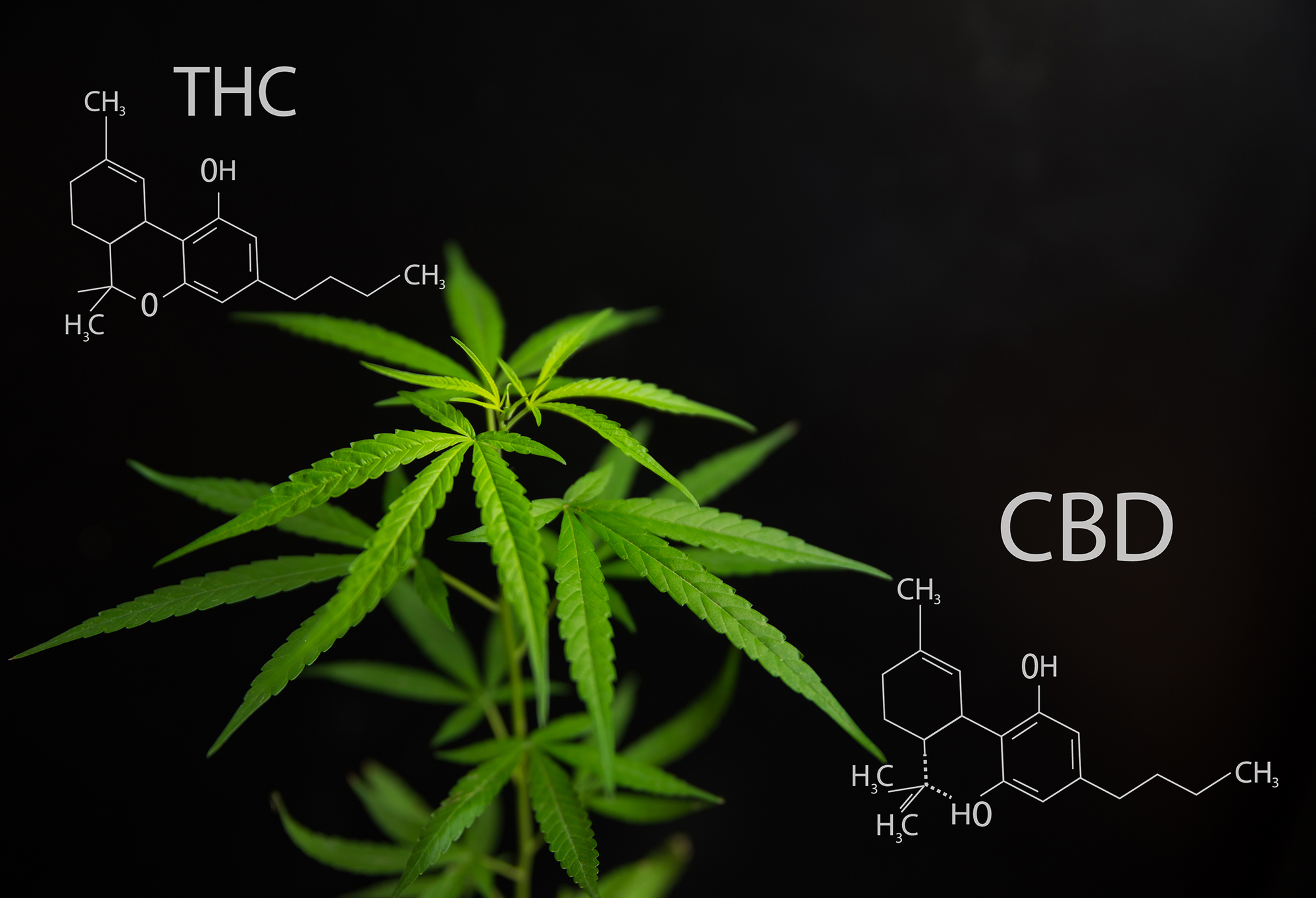 CBG, CBN, CBC: A Guide to Hemp's Minor Cannabinoids