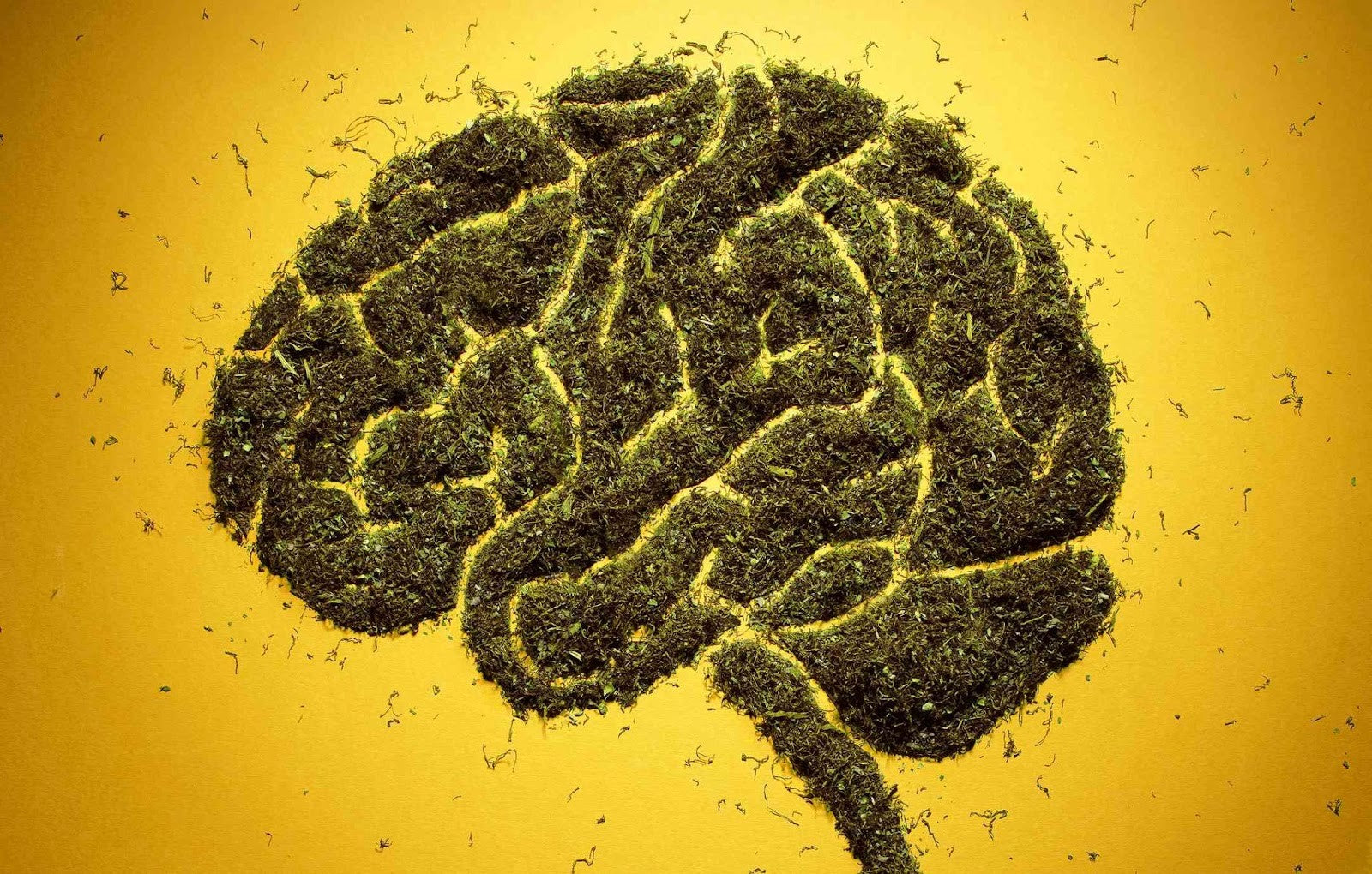 The Endocannabinoid System: Why Cannabis Affects You at All