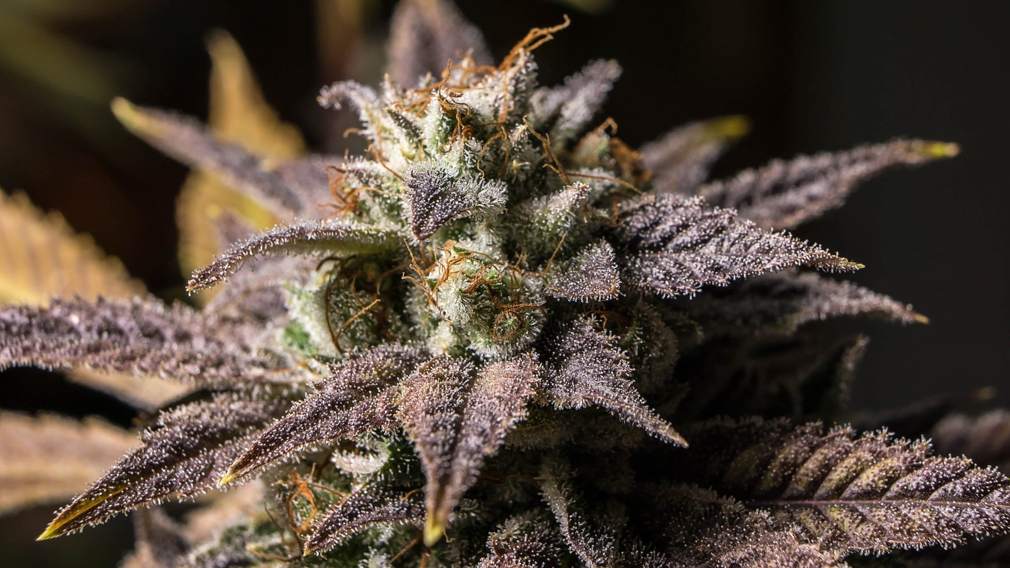 Terpenes 101: Limonene, Myrcene, and the Other Smells of Hemp