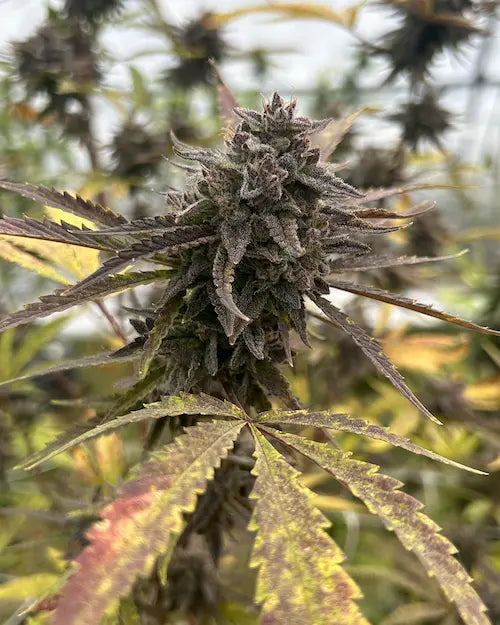 Close-up of a cannabis plant with a focus on the flower.