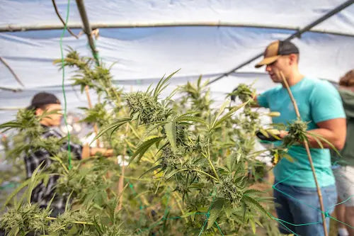 <p>@chestercannabisco</p> Instagram photo