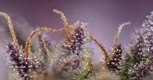 <p>@chestercannabisco</p> Instagram photo